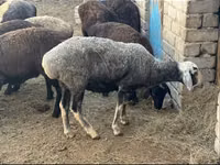 Ram, Sheep — photo 3