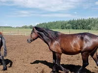 حصان, Kushum Horse — الصورة 2