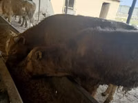 Buqa, Simmental cattle — 6-rasm