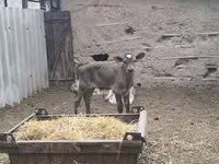 Toro, Swiss cattle — foto 8