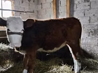 Kuh, Swiss cattle — Foto 1