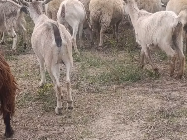 Эчки, Козулар