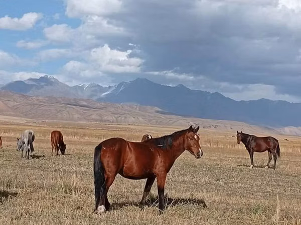 Stute, Kyrgyz Horse