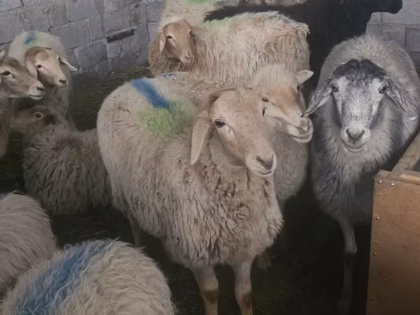 Oveja, Tian-Shan semifinewool sheep