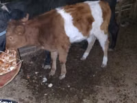 بقرة, Simmental cattle — الصورة 1