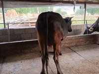 母牛, Cattle — 照片 3