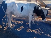 Bulle, Simmental cattle — Foto 6