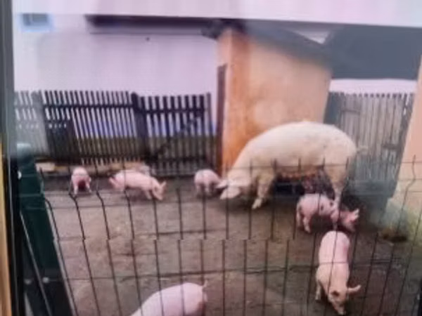 Schweine (Partie, Geschlecht nicht angegeben), 