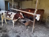 Kuh, Red Estonian cattle — Foto 1