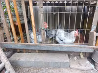 Adler Silver — Foto 3