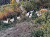 Chickens — photo 7