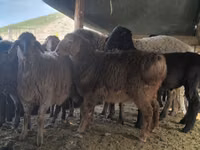 公羊, Hissar sheep — 照片 6