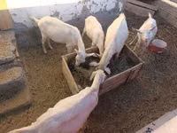 Goat, Saanen goat — photo 3