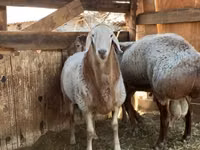 Sheep, Sheep — photo 2