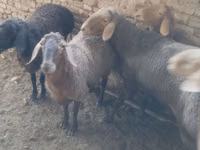 Oveja, Ovejas — foto 5