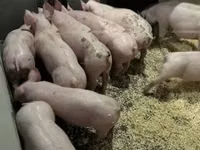 Schweine (Partie, Geschlecht nicht angegeben) — Foto 4