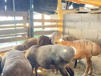 मेढ़ा, Rhon sheep — फ़ोटो 7