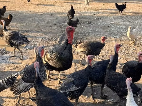Turkeys
