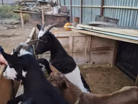 बकरी, Alpine goat — फ़ोटो 4
