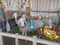 كبش, Arashan sheep — الصورة 5