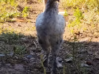 Chickens — Foto 4