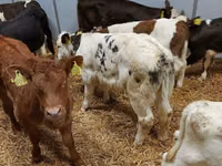 ІҚМ (топ, жынысы көрсетілмеген), Simmental cattle — 1-сурет
