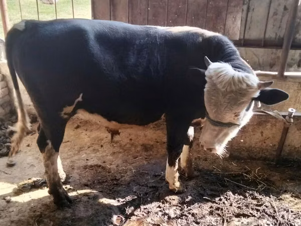 公牛, Kazakh White-headed cow — 哈萨克斯坦