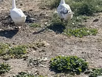 Geese — Foto 1