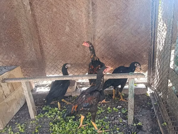 Chickens — Kirgisistan