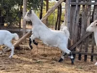 Cabro, Saanen goat — foto 4
