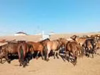 公牛, Cattle — 照片 1