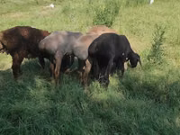 公羊, Kazakh fat-tailed coarsewool sheep — 照片 2