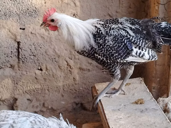 Chickens