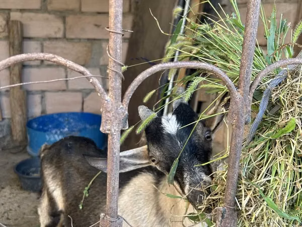 تيس, الماعز