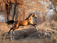 Aygʻir, Akhal-Teke — 6-rasm