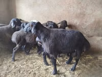 كبش, الأغنام — الصورة 3