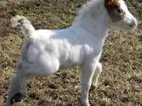Бие, Miniature horse — 7-сурет