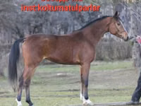 Toychoq, Arabian horse — 6-rasm