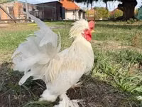 Chickens — 1-сурет