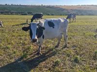母牛, Simmental cattle — 照片 5