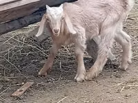Cabro, Damask goat — foto 2