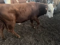 Toro, Simmental cattle — foto 4