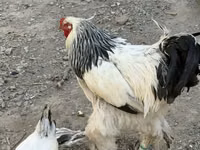 Brahma — Foto 1