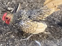 Chickens — Foto 1