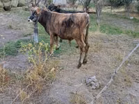 Bull, Cattle — photo 4