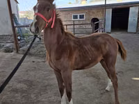 Hengst, Thoroughbred horse — Foto 1