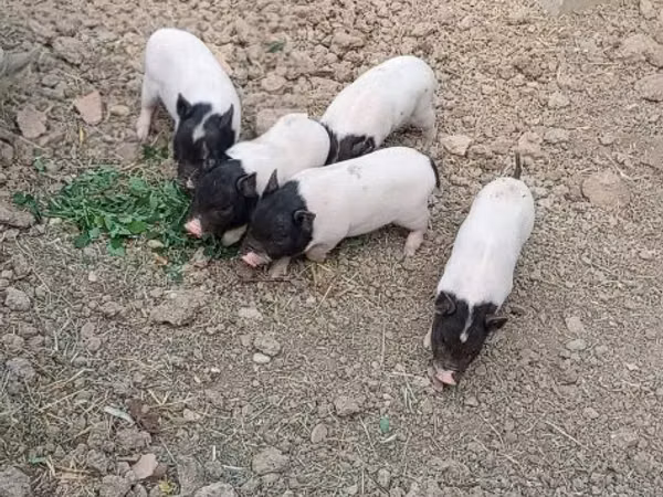母猪, 