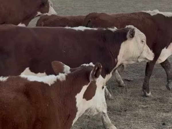 Bulle, Kasachische Weißkopfkuh — Kasachstan