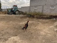 Chickens — Foto 8