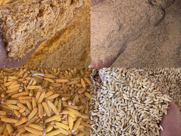 Продаю арпа жем ячмень дроблённый в мешках отруби кебек с погруской и